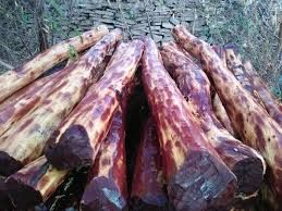 red sandal wood logs