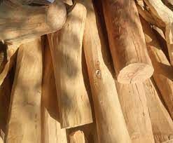 white sandal wood logs