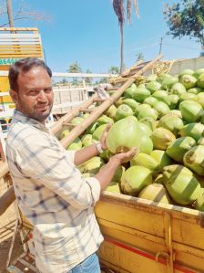 Tender Coconut