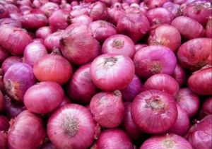 Fresh Big Red Onion