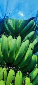 Cavendish Bananas