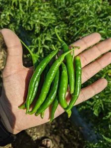 4G Fresh Green Chilli