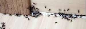 Ants Control Services