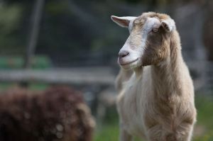 Goat Farming service