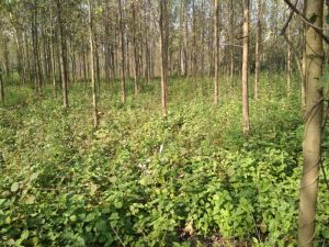 Agriculture Land Sale