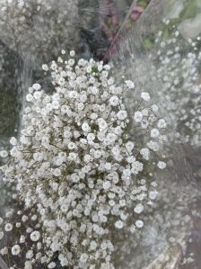 Gypsophila Flower