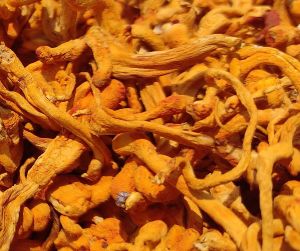 Cordyceps Militaris