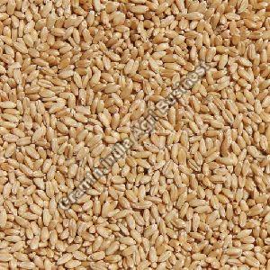 Tejas Wheat Seed
