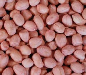 140/160 Bold Groundnut kernel