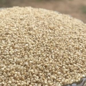 Barnyard Millet Seeds