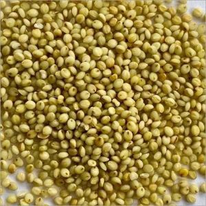 Brown Top Millet Seeds