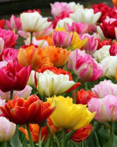 Tulip Flower Bulbs