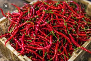 red chilli