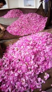Rose Oil -Pure and Natural (Organic Rose Oil)