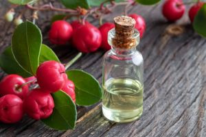 Wintergreen Oil