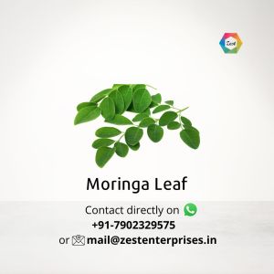 Moringa Leaf