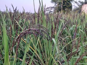 Royal Kalanamak Rice