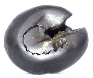 Hygreiva Shaligram, Hygriva Salagram