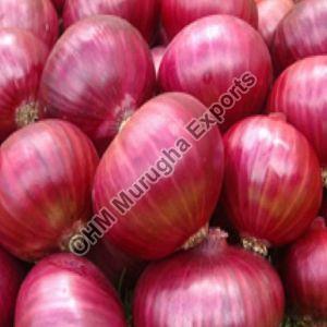 Fresh Big Onion