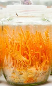 Cordyceps Militaris Fruit Body