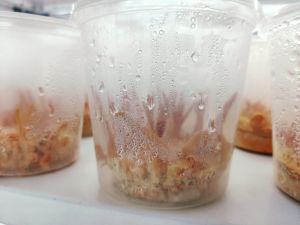 cordyceps militaris