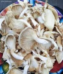 Dray Oyster Mushroom