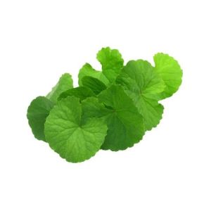 Centella Asiatica Extract