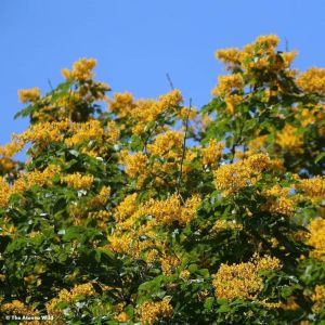 Pterocarpus Marsupium Extract