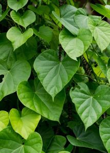 Tinospora Cordifolia Extract