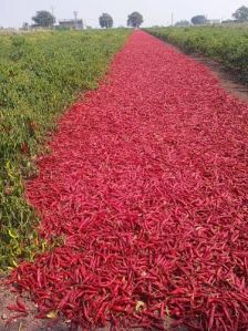 Dry Red Chilli