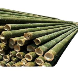 15 Feet Green Bamboo Pole