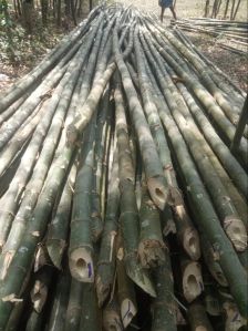 25 Feet Green Bamboo Pole