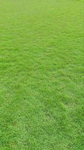 Green Selection Grass