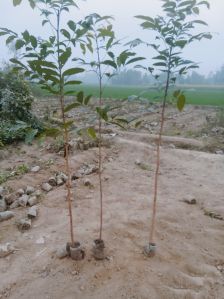 mahogany plants