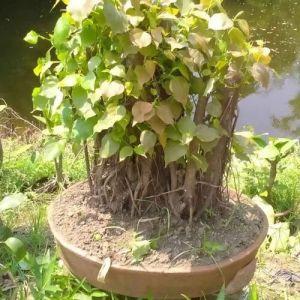 Outdoor Bonsai Plant
