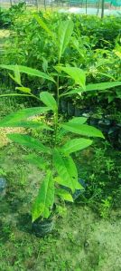 rudraksha plant