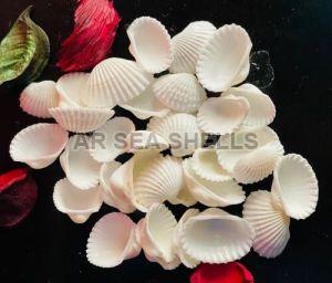 7mm White Mermaid Seashell