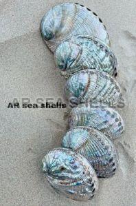 Multicolor Abalone Natural Seashell