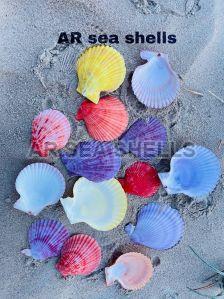 Natural Coloured Seep Shells