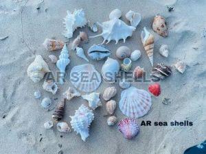 Natural Mixed Seashell