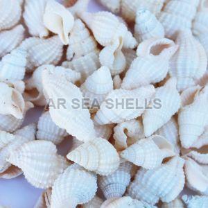Natural Nassarius Bellulus Seashell