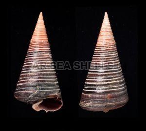 Natural Telescopium Telescopium Sea Shell