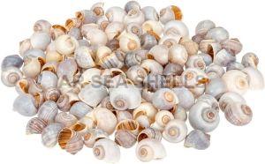 Pila Globosa Seashell