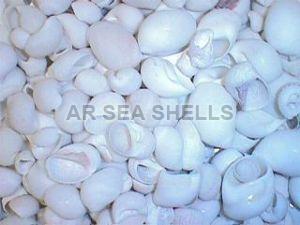Polinices Seashell