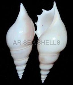 Tibia Delicatula Seashell