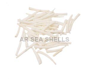 White Dentalium Natural Shell