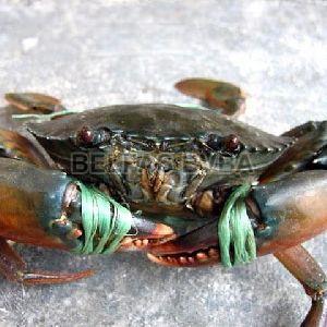 Frozen Green Crab