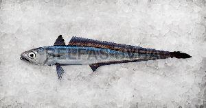 Frozen Hoki Fish