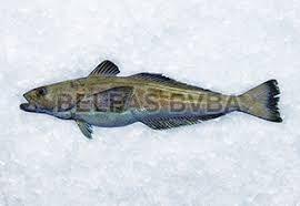 Frozen Patagonian Toothfish