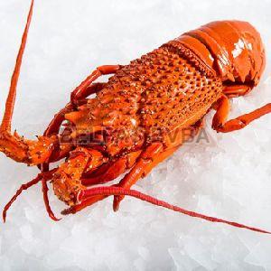 Frozen Rock Lobster